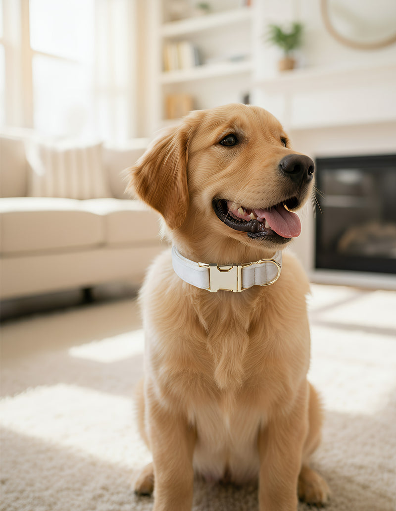 ANYWAGS Pet Collar Leash Set White Supplies Dog Accessories