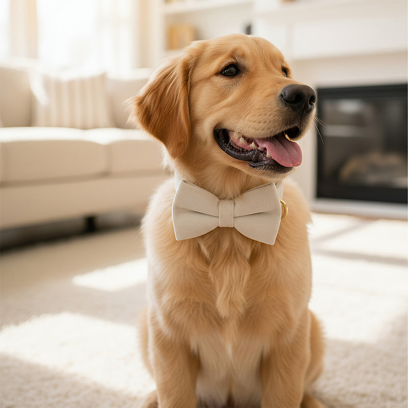 ANYWAGS Pet Bow Collar Leash Set White Supplies Dog Accessories