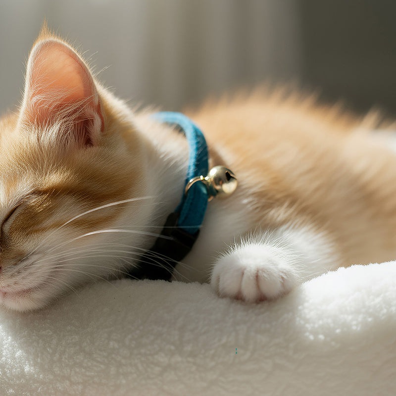 Anypet Stylish Navy Blue Cat Collar – Small Size with Safety Buckle, Bell & Durable Strap