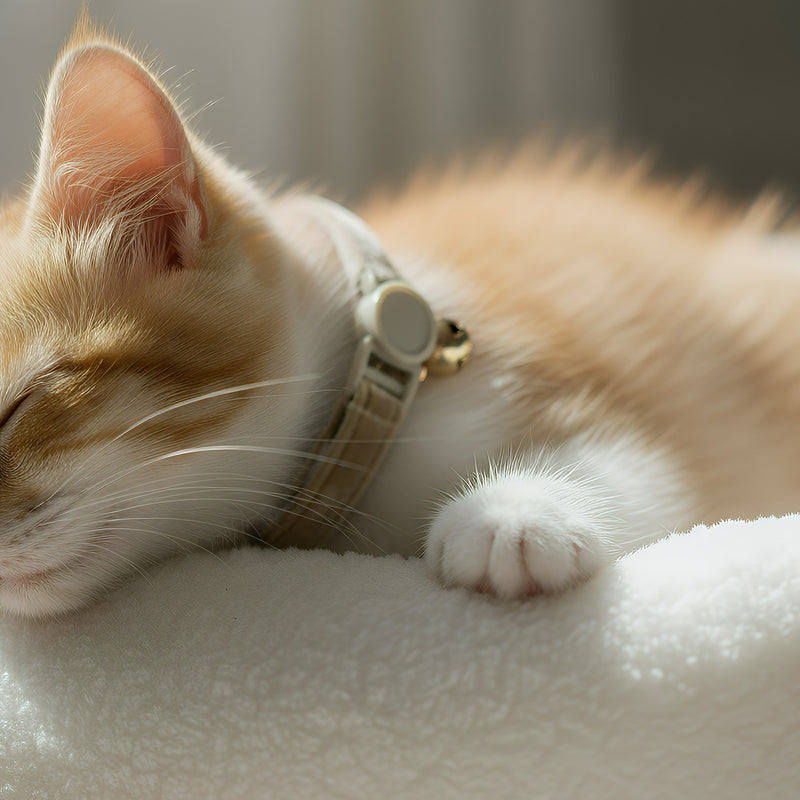 Anypet Stylish Brown Cat Collar – Large Size with Safety Buckle, Bell & Durable Strap