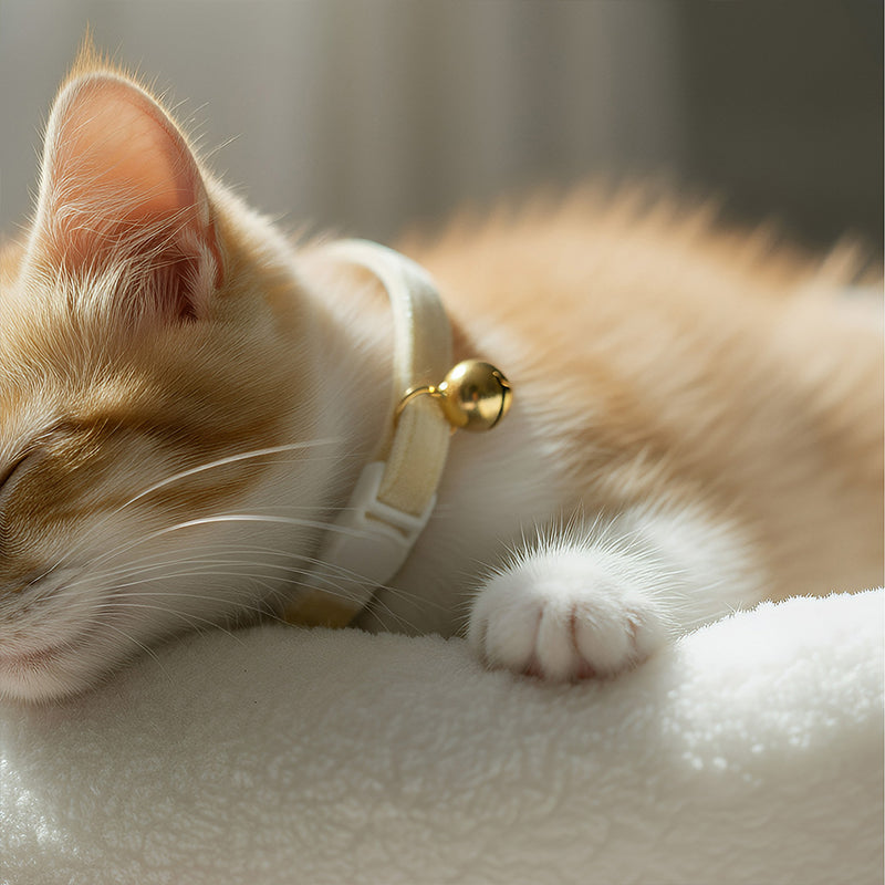 ANYWAGS Cat Collar Off White Small with Safety Buckle, Bell, and Durable Strap Stylish and Comfortable Pet Accessory