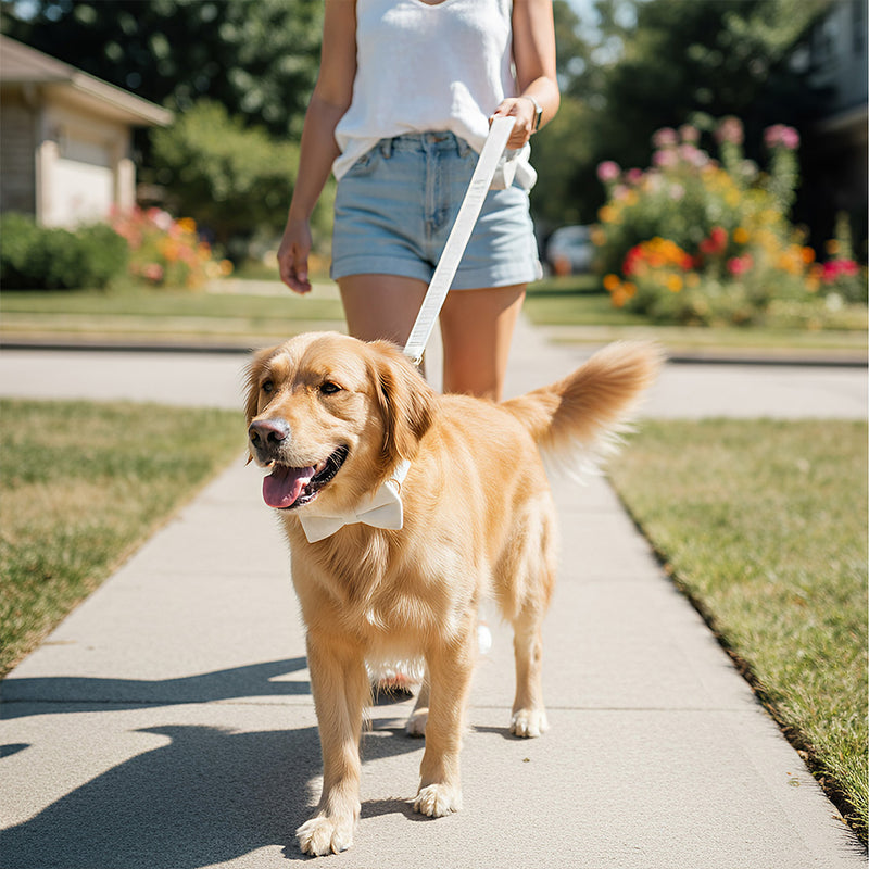 Anypet Velvet Bow Collar Dog Leash Set– White Rope Harness Lead for Training & Walking