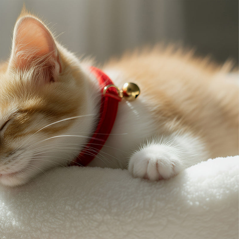 ANYWAGS Cat Collar Red Bow Small with Safety Buckle, Bell, and Durable Strap Stylish and Comfortable Pet Accessor