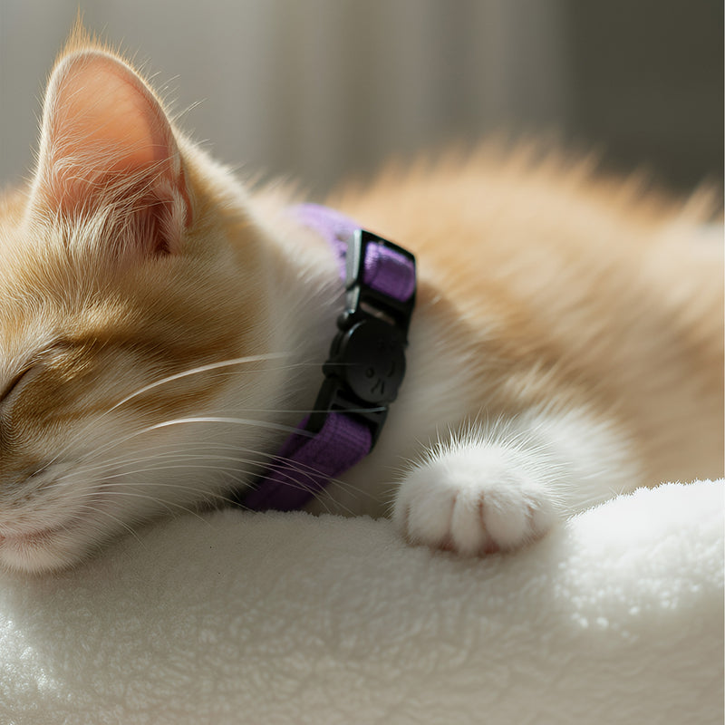 ANYWAGS Cat Collar Dark Purple Large with Safety Buckle, Bell, and Durable Strap Stylish and Comfortable Pet Accessory