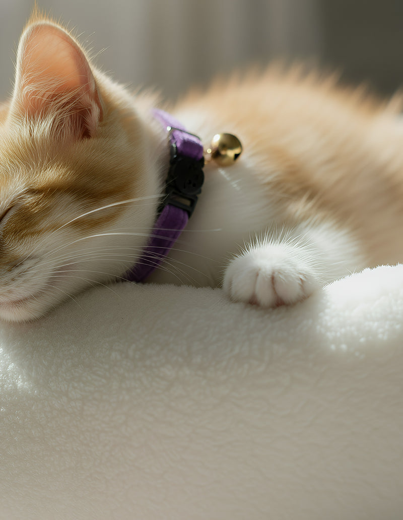 ANYWAGS Cat Collar Violet Small with Safety Buckle, Bell, and Durable Strap Stylish and Comfortable Pet Accessory