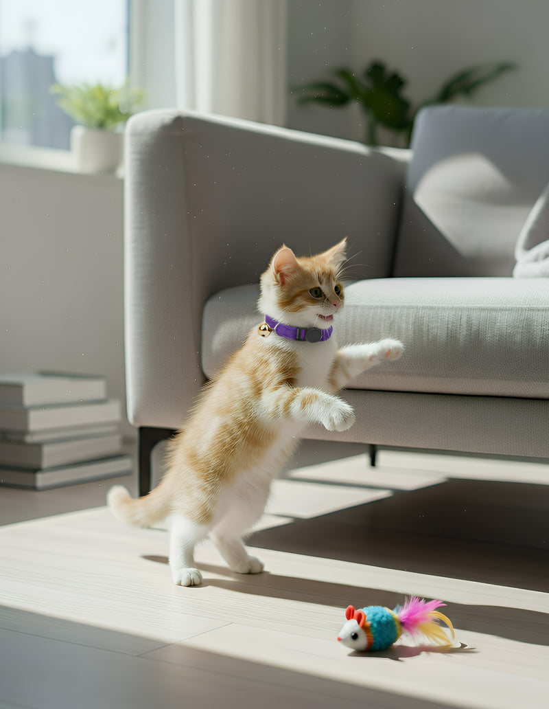 ANYWAGS Cat Collar Violet Small with Safety Buckle, Bell, and Durable Strap Stylish and Comfortable Pet Accessory