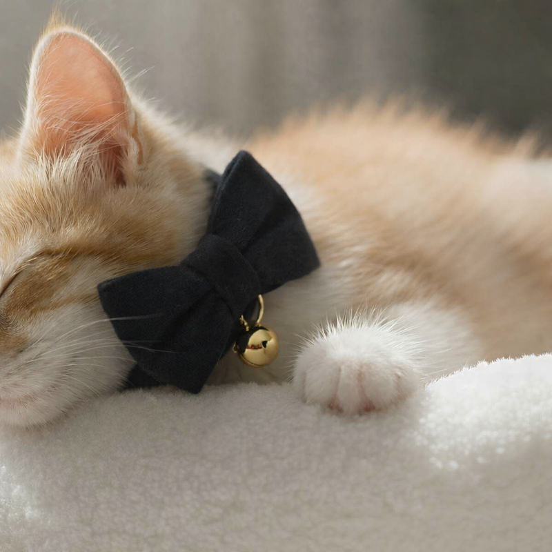 Anypet Stylish Black Bow Cat Collar – Small Size with Safety Buckle, Bell & Durable Strap