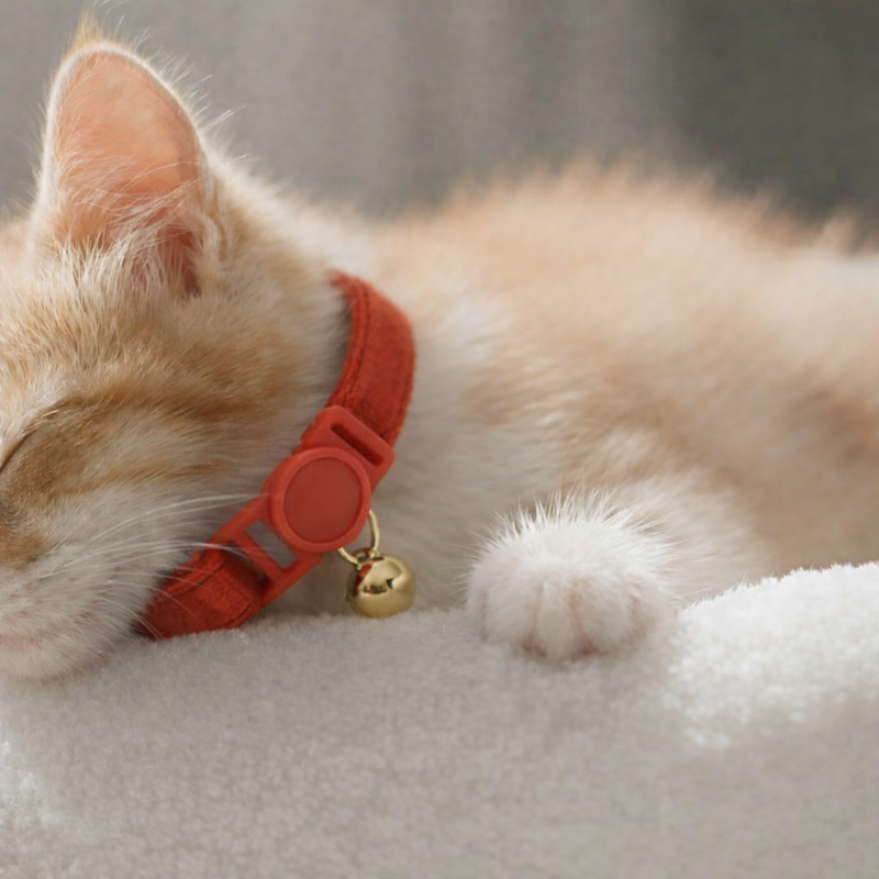 Anypet Stylish Red Cat Collar – Small Size with Safety Buckle, Bell & Durable Strap