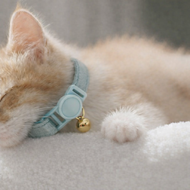 Anypet Stylish Green Cat Collar – Small Size with Safety Buckle, Bell & Durable Strap