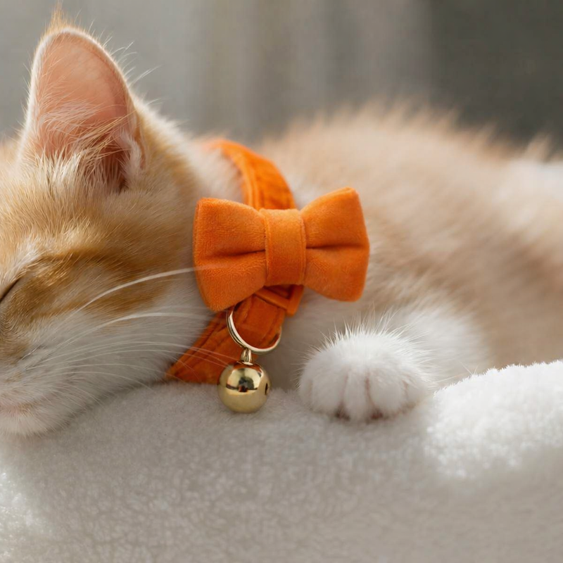 Anypet Stylish Orange Cat Collar –Large Size with Safety Buckle, Bell & Durable Strap