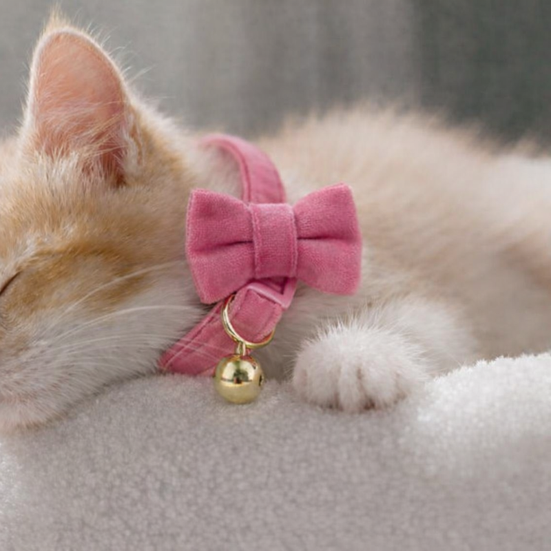 Anypet Stylish Dark Pink Cat Bow Collar – Large Size with Safety Buckle, Bell & Durable Strap