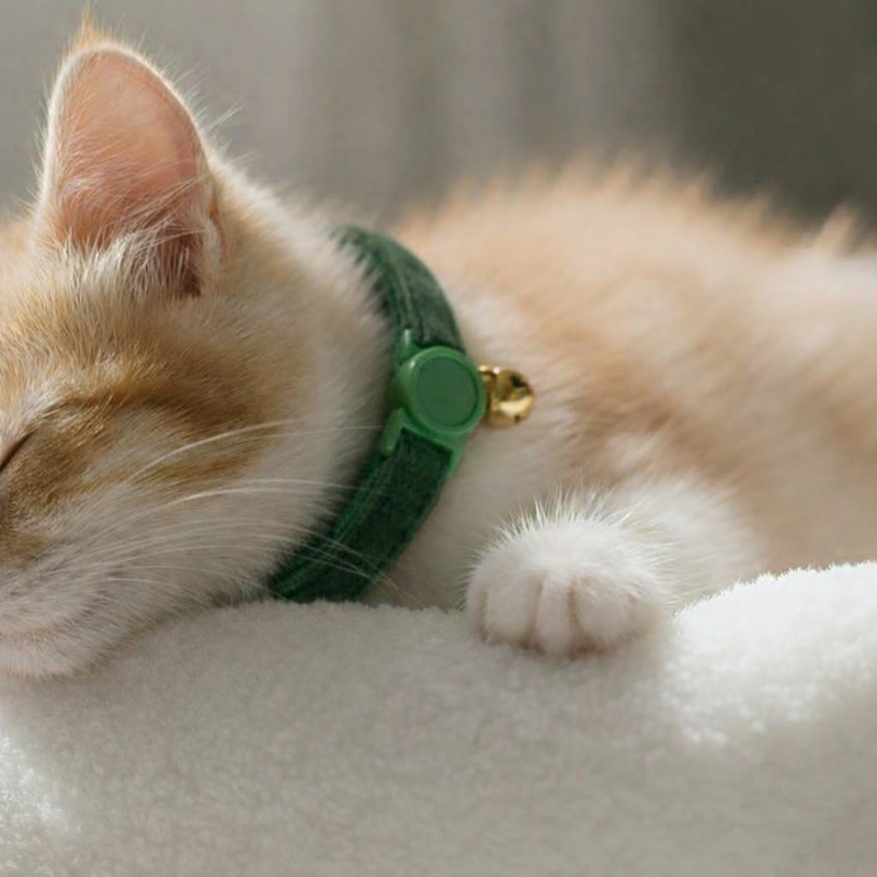 Anypet Stylish Dark Green Cat Collar – Large Size with Safety Buckle, Bell & Durable Strap