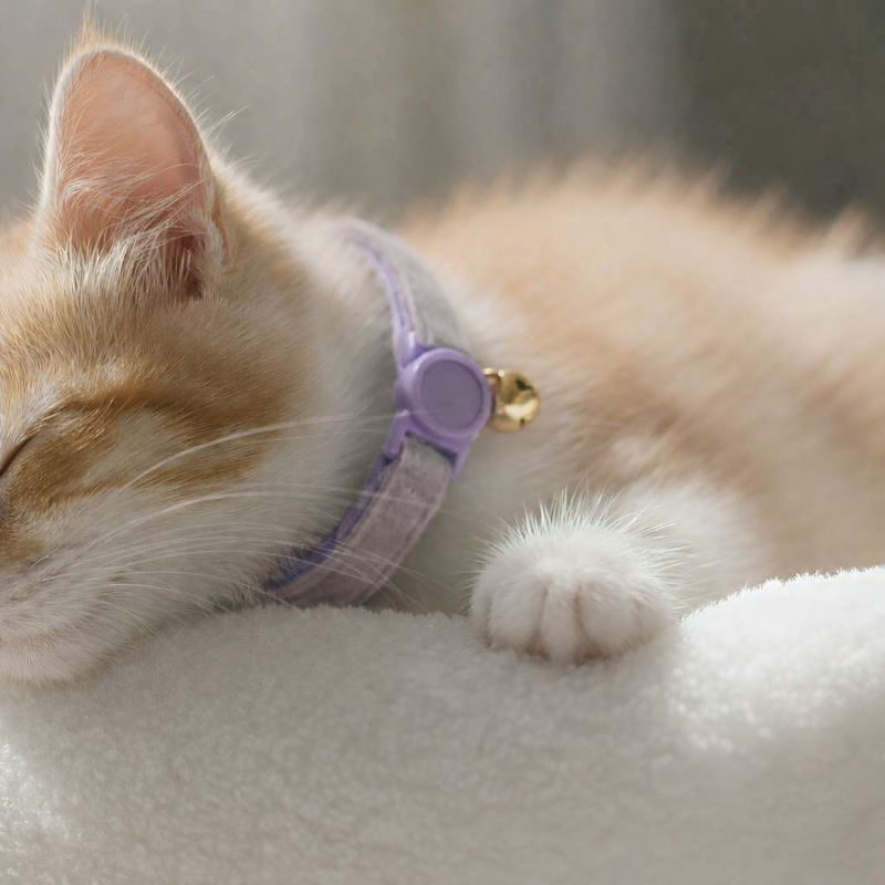 Anypet Stylish Light Purple Cat Collar – Small Size with Safety Buckle, Bell & Durable Strap