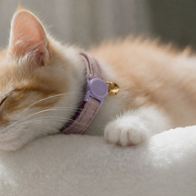 Anypet Stylish Purple Pink Cat Collar – Small Size with Safety Buckle, Bell & Durable Strap
