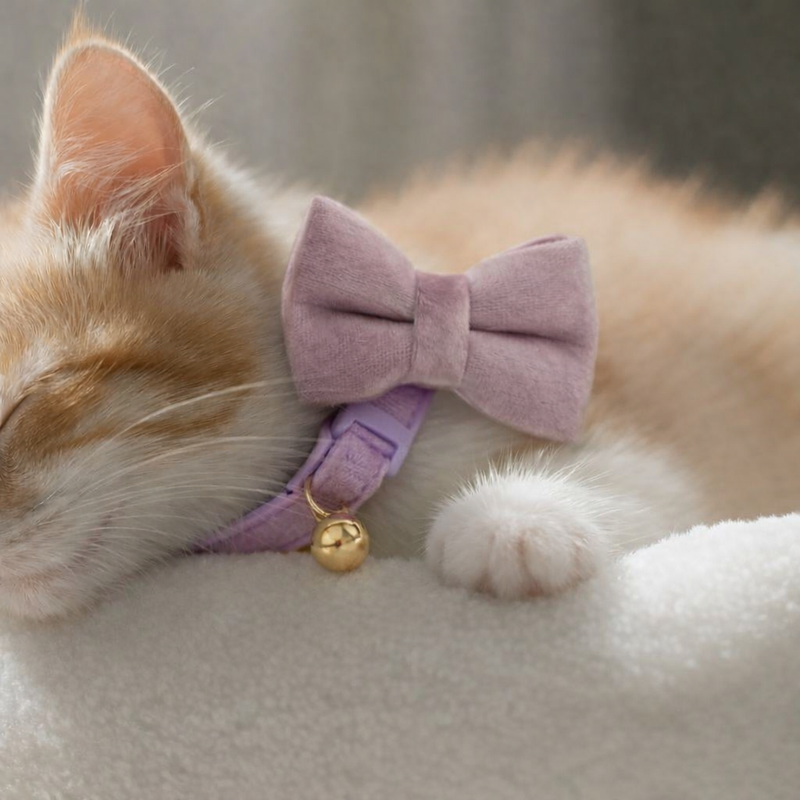 Anypet Stylish Purple Pink Cat Collar – Large Size with Safety Buckle, Bell & Durable Strap