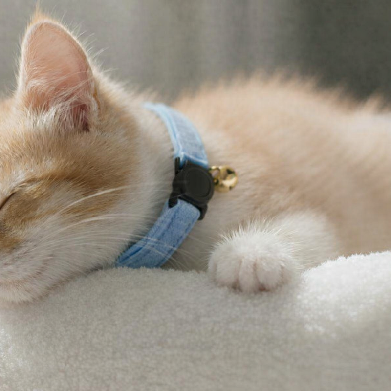 Anypet Stylish Light Blue Cat Collar – Large Size with Safety Buckle, Bell & Durable Strap