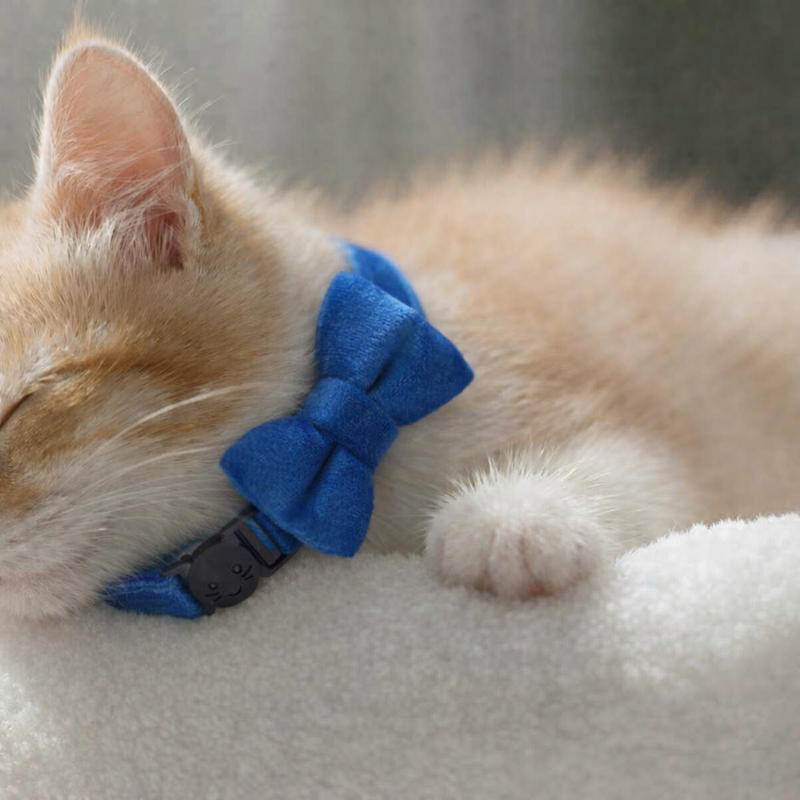 Anypet Stylish  Blue Bow Cat Collar – Large Size with Safety Buckle, Bell & Durable Strap
