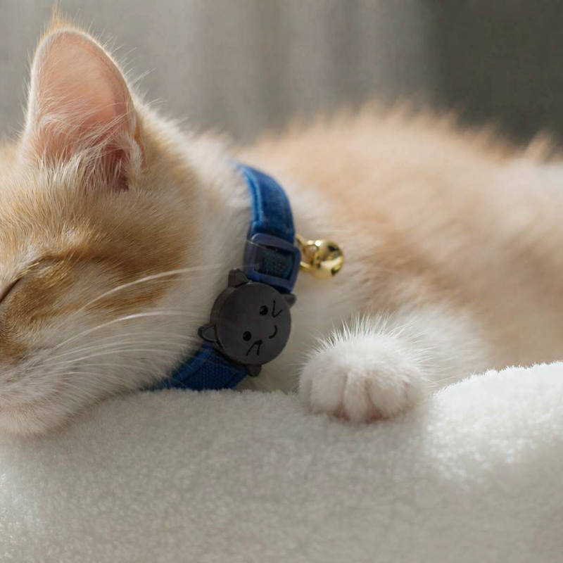 Anypet Stylish Blue Cat Collar – Large Size with Safety Buckle, Bell & Durable Strap