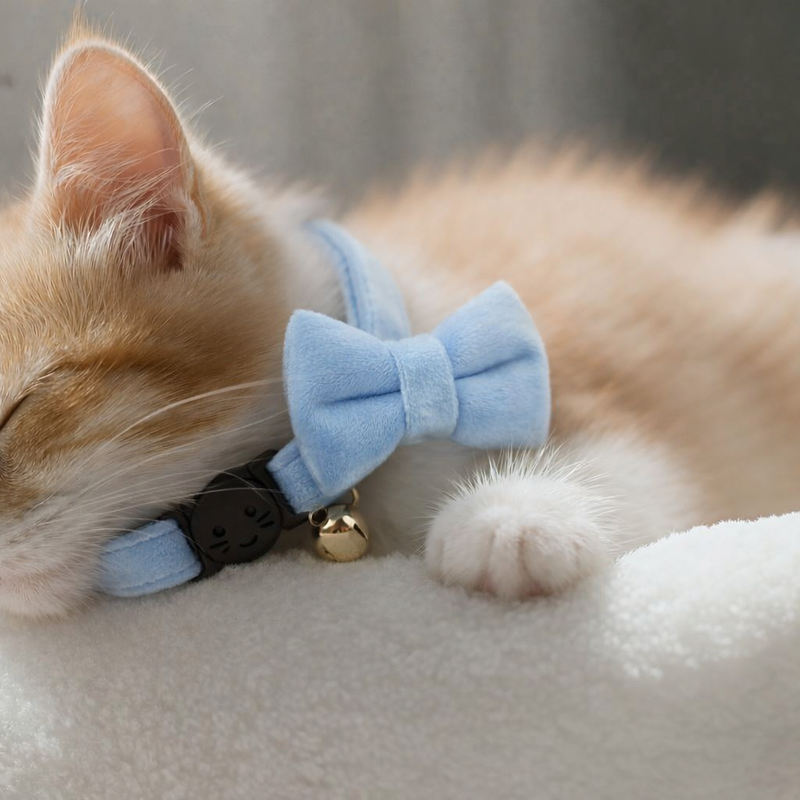 Anypet Stylish Aqua Blue Bow Cat Collar – Large Size with Safety Buckle, Bell & Durable Strap