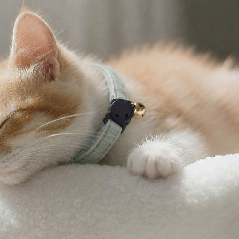 Anypet Stylish Mint Green Cat Collar – Large Size with Safety Buckle, Bell & Durable Strap