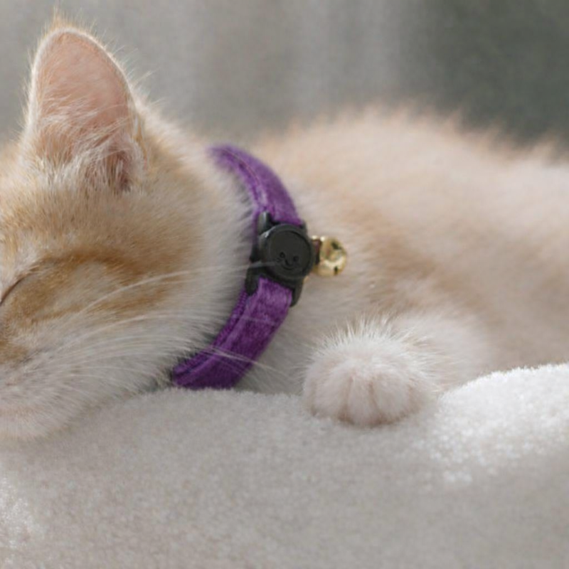 Anypet Stylish Dark Purple Cat Collar – Small Size with Safety Buckle, Bell & Durable Strap
