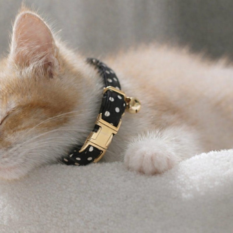 Anypet Stylish Dotted Black Cat Collar – Small Size with Safety Buckle, Bell & Durable Strap