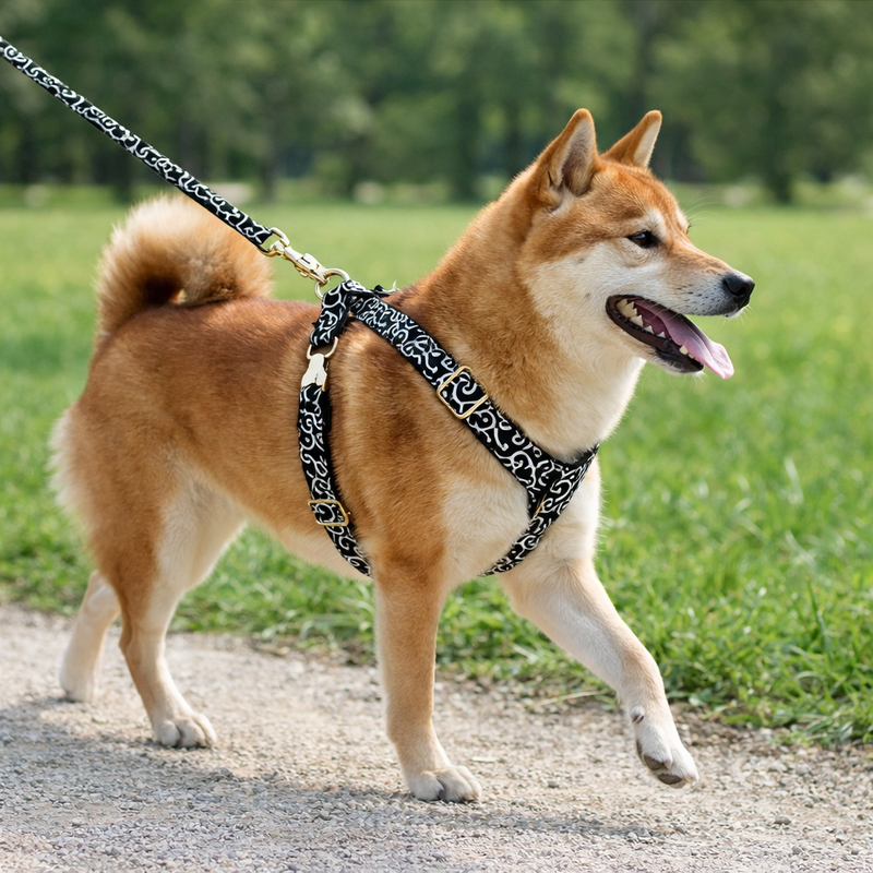 Anypet Heavy Duty Dog Leash – Blue Tang Spiral Metal Harness Lead for Training & Walking