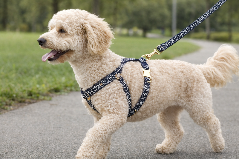Anypet Heavy Duty Dog Leash – Blue Tang Spiral Metal Harness Lead for Training & Walking