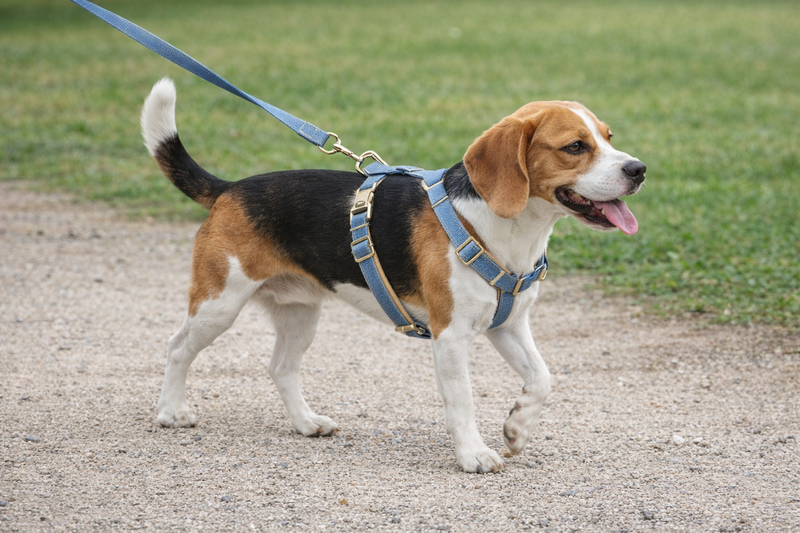 Anypet Heavy Duty Dog Leash – Lou Denim Spiral Metal Harness Lead for Training & Walking