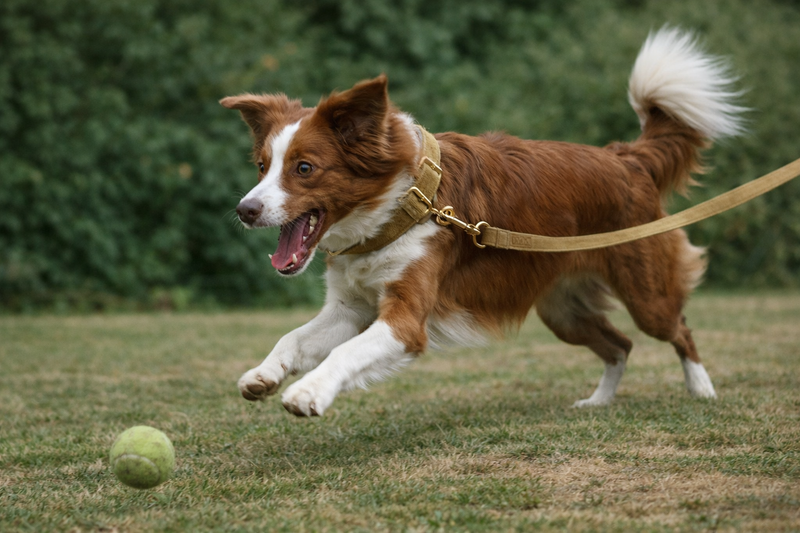 Anypet Dog Leash – Khaki Metal Harness Lead for Training & Walking
