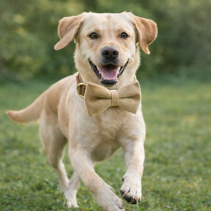 Anypet Dog Bow Collar– Beige Stylish Pet Accessory