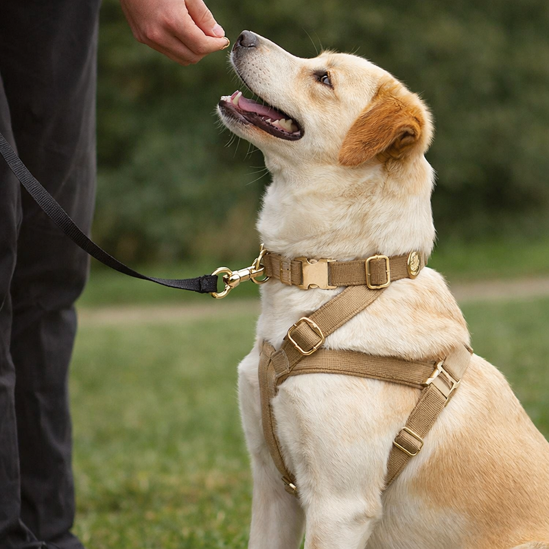 Anypet Velvet Dog Collar and Leash Set Full Harness – Khaki Stylish Pet Accessory