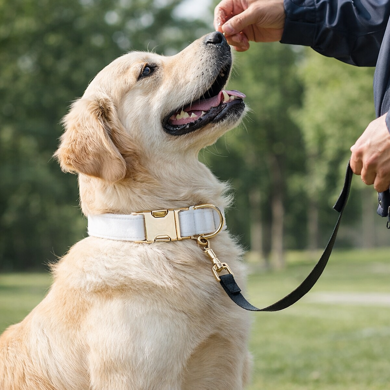 Anypet Dog Collar– White Stylish Pet Accessory