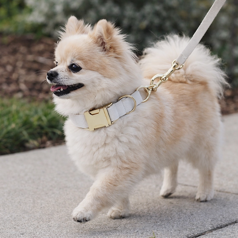Anypet Dog Collar– White Stylish Pet Accessory
