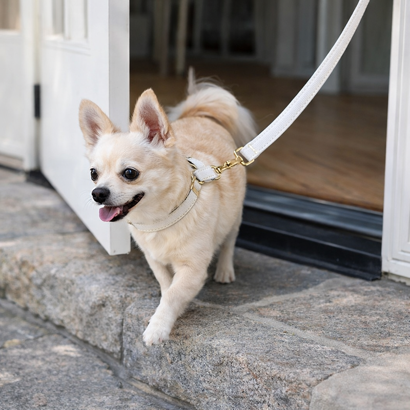 Anypet Dog Leash – White Rope Harness Lead for Training & Walking