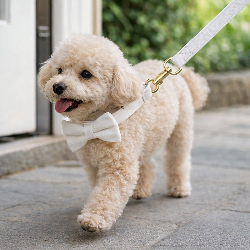 Anypet Velvet Dog Bow Collar– White Stylish Pet Accessory