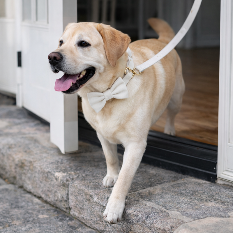 Anypet Velvet Dog Bow Collar– White Stylish Pet Accessory