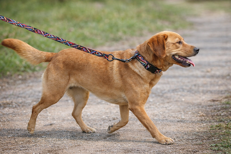 Anypet Maroon Art Dog Collar - Stylish Comfortable Dog Accessory