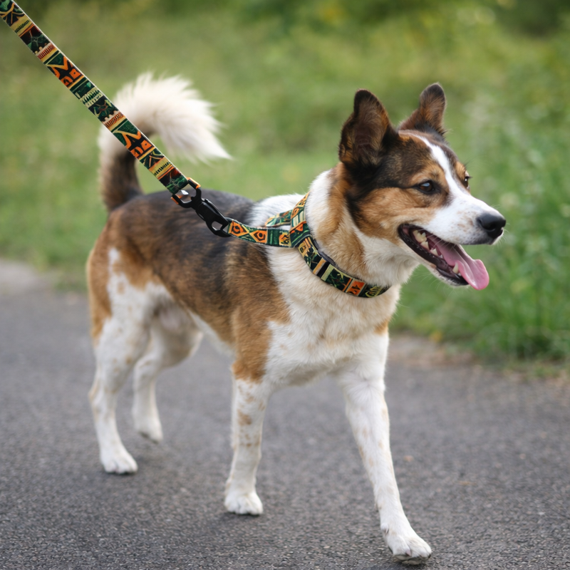 Anypet Multicolor Abstract Dog Leash- Stylish Comfortable Dog Accessory