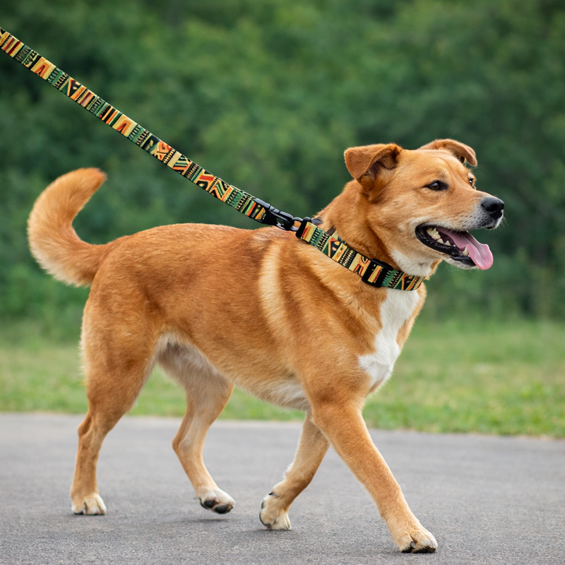 Anypet Dog Collar and Leash Set – Multicolor Harness Lead for Training & Walking
