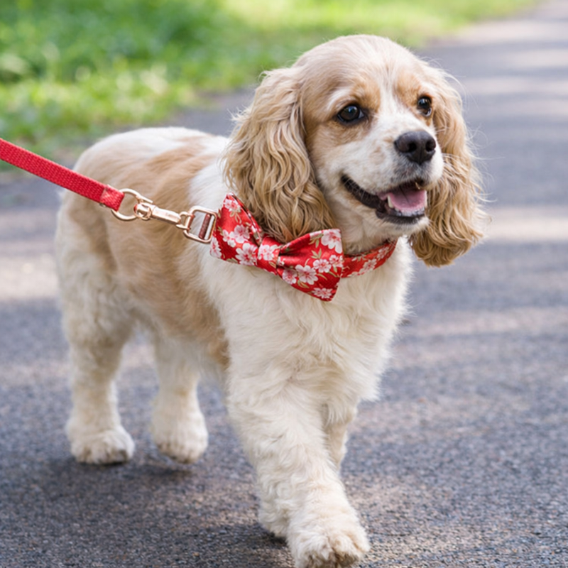 Anypet Red Floral Dog Bow Collar - Stylish Comfortable Dog Accessory with Safety Buckle Durable Strap