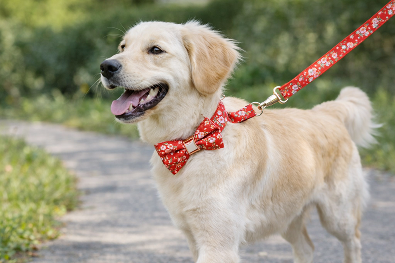 Anypet Red Floral Bow Dog Collar and Leash Set Harness Lead for Training & Walking