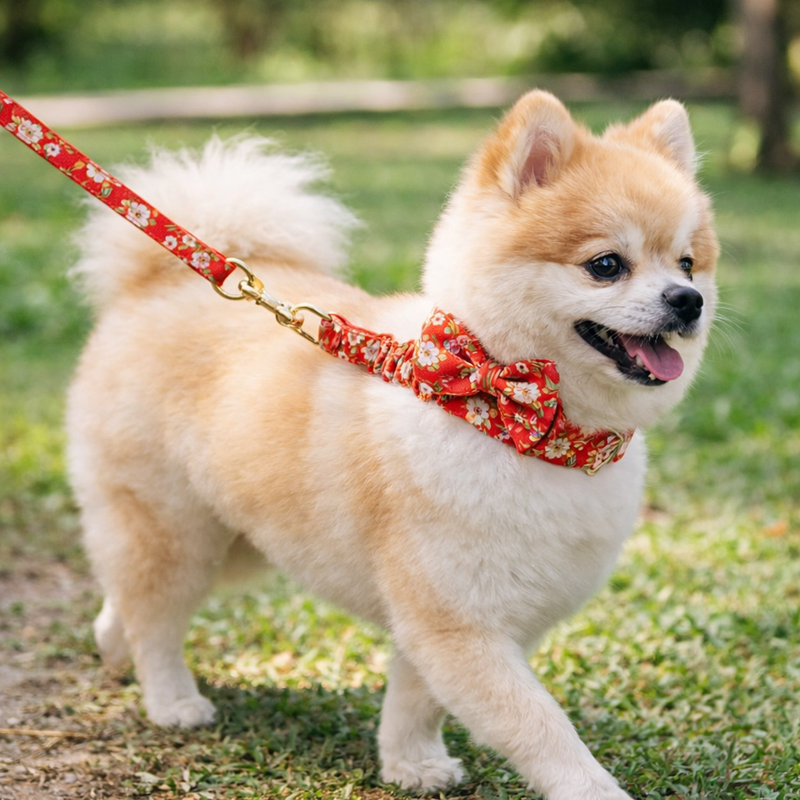 Anypet Red Floral Bow Dog Collar and Leash Set Harness Lead for Training & Walking