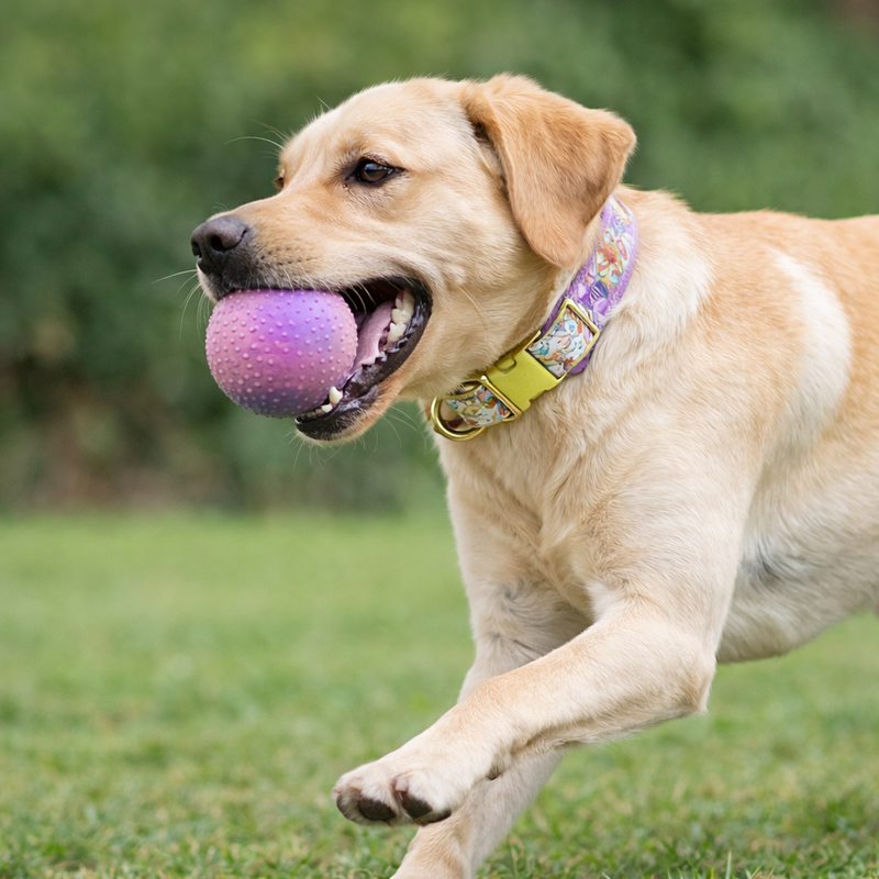 Anypet Purple Floral Dog Collar - Stylish Comfortable Dog Accessory with Safety Buckle Durable Strap