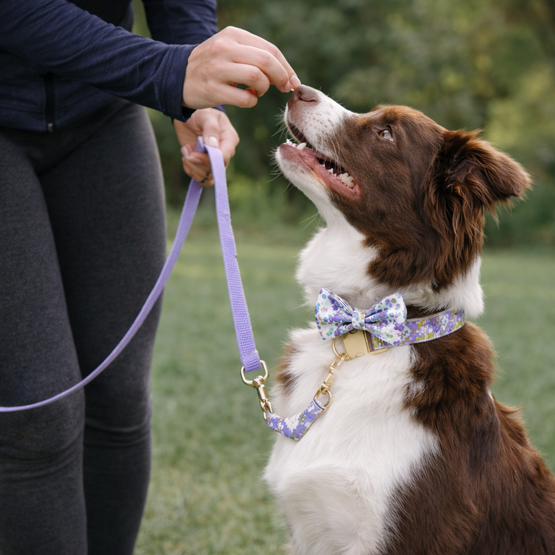Anypet Purple Floral Bow Dog Collar and Leash Set Harness Lead for Training & Walking