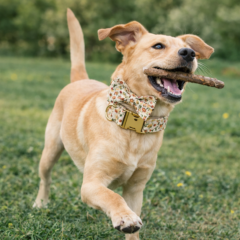 Anypet Pet Bow Collar White Floral Stylish Accessory with Safety Buckle Durable Strap