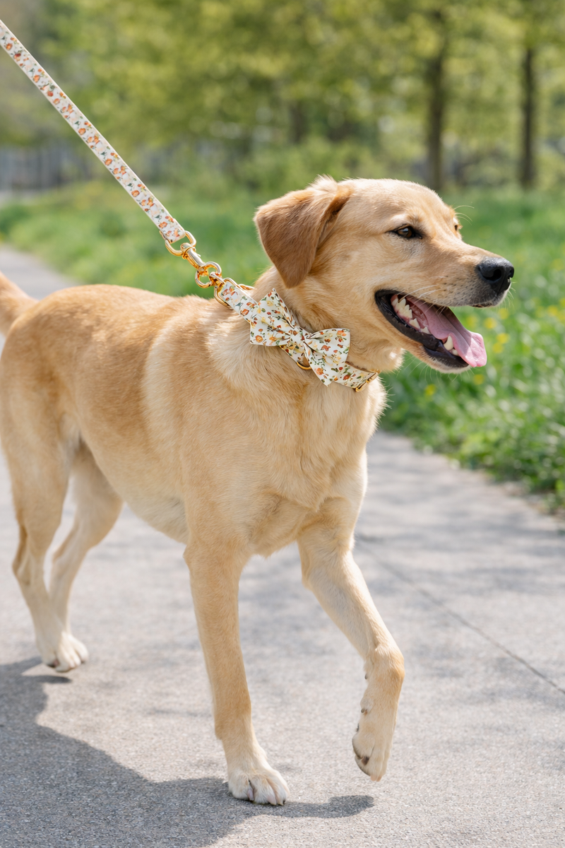 ANYWAGS White Floral Bow Dog Collar and Leash Set Harness Lead for Training & Walking