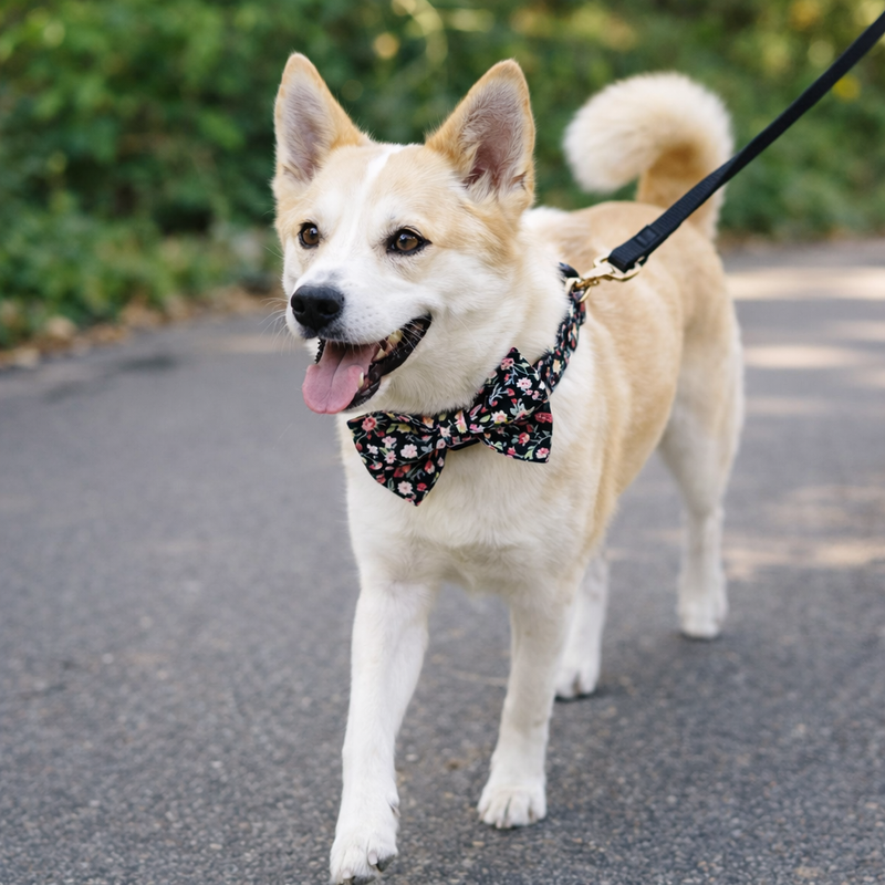 ANYWAGS Pet Bow Collar Black Floral Stylish Accessory with Safety Buckle Durable Strap