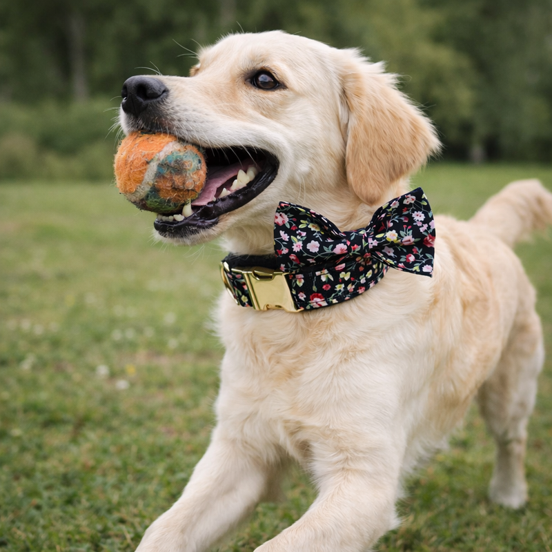 ANYWAGS Pet Bow Collar Black Floral Stylish Accessory with Safety Buckle Durable Strap