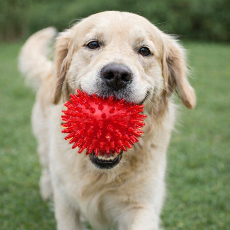 ANYPET Durable Rubber Chew Ball – Red Dog Toy for Healthy Play & Training